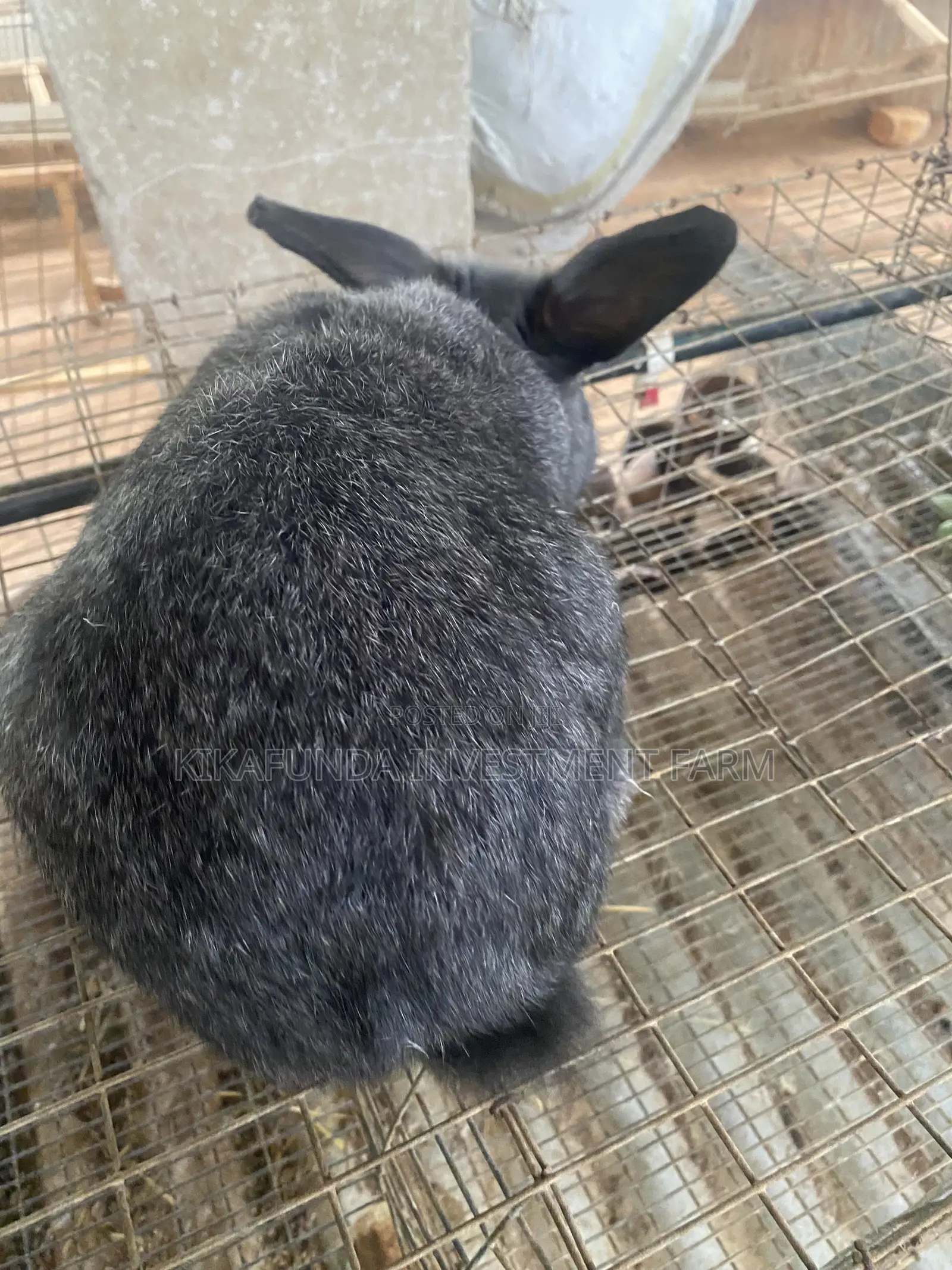 Chinchilla Rabbit (1)