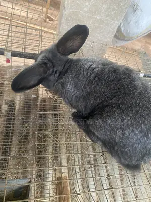 Chinchilla Rabbit (1)