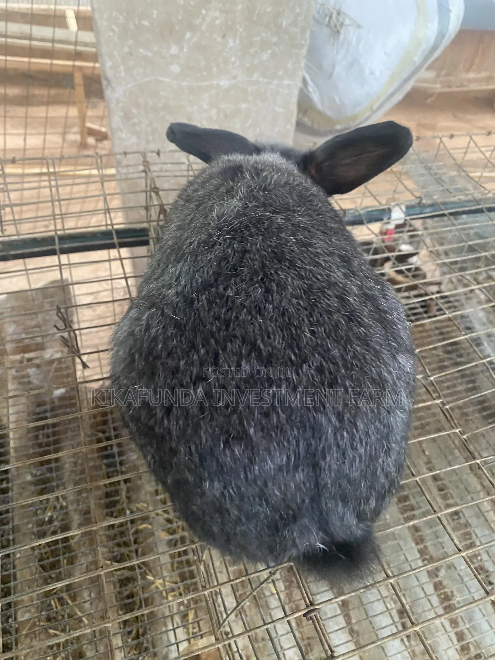 Chinchilla Rabbit (1)