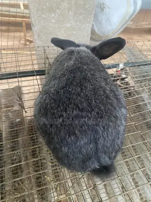 Chinchilla Rabbit (1)