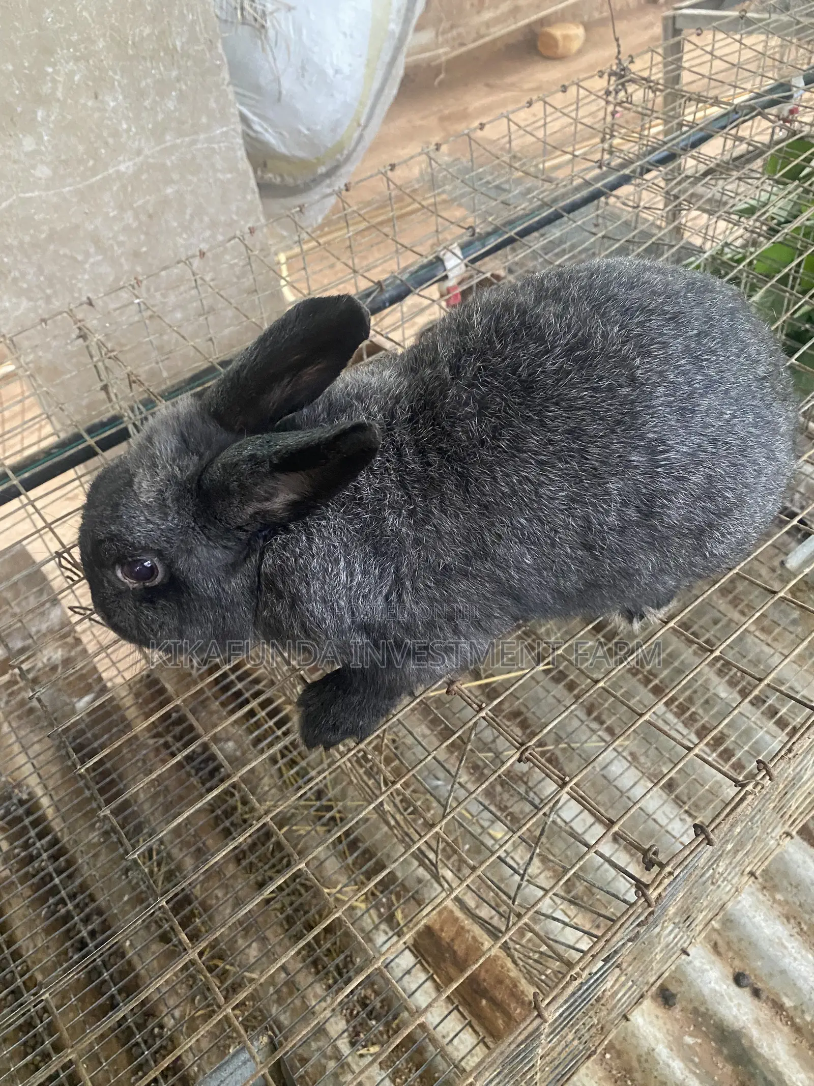 Chinchilla Rabbit (1)