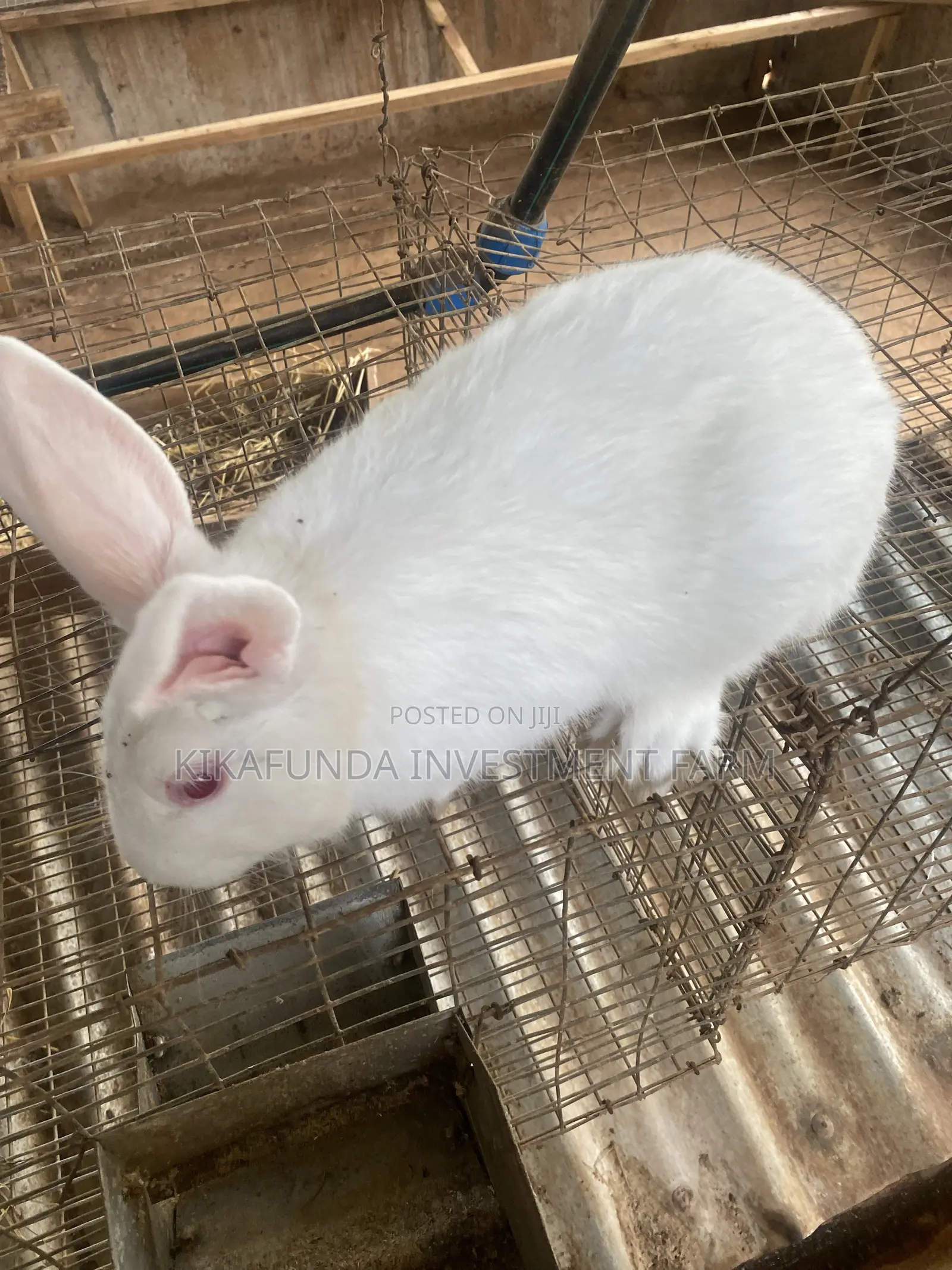 Newzealsnd White (2)