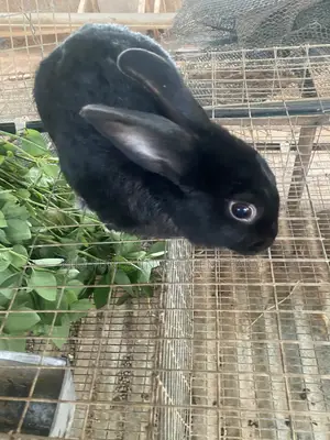 Dutch Buck Rabbit