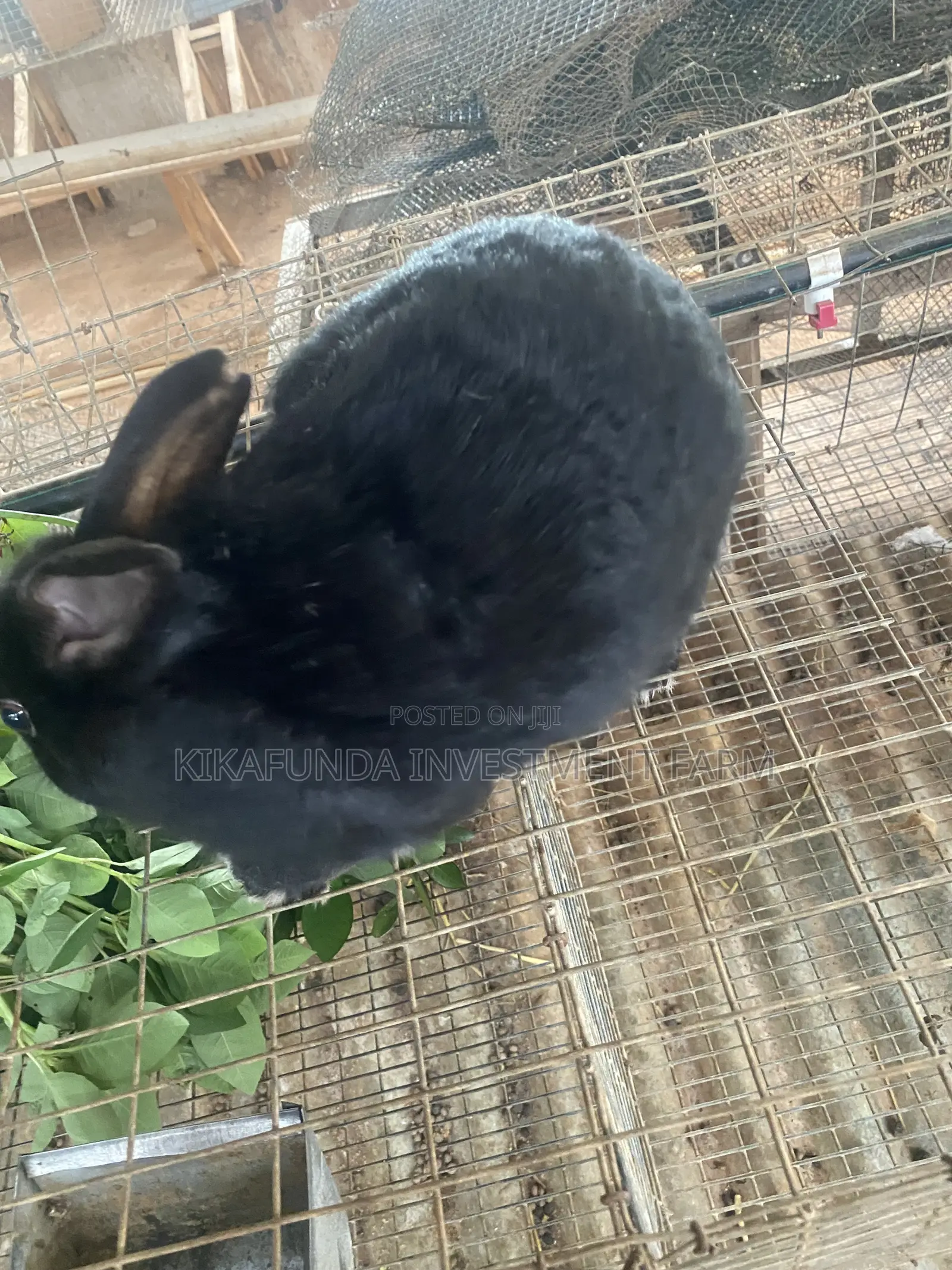 Dutch Buck Rabbit