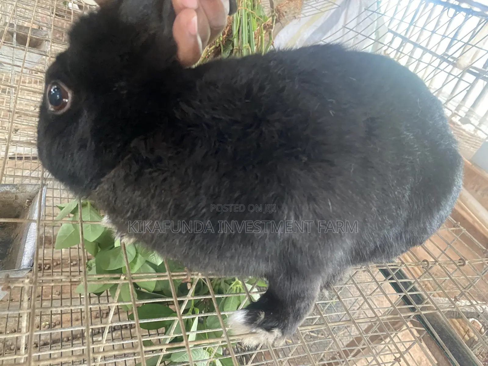 Dutch Buck Rabbit