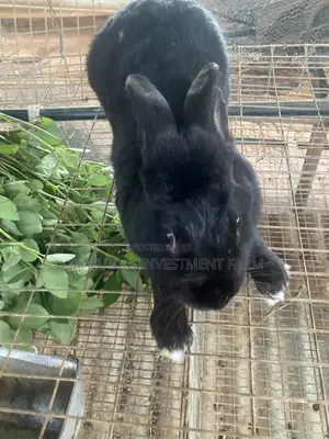 Dutch Buck Rabbit