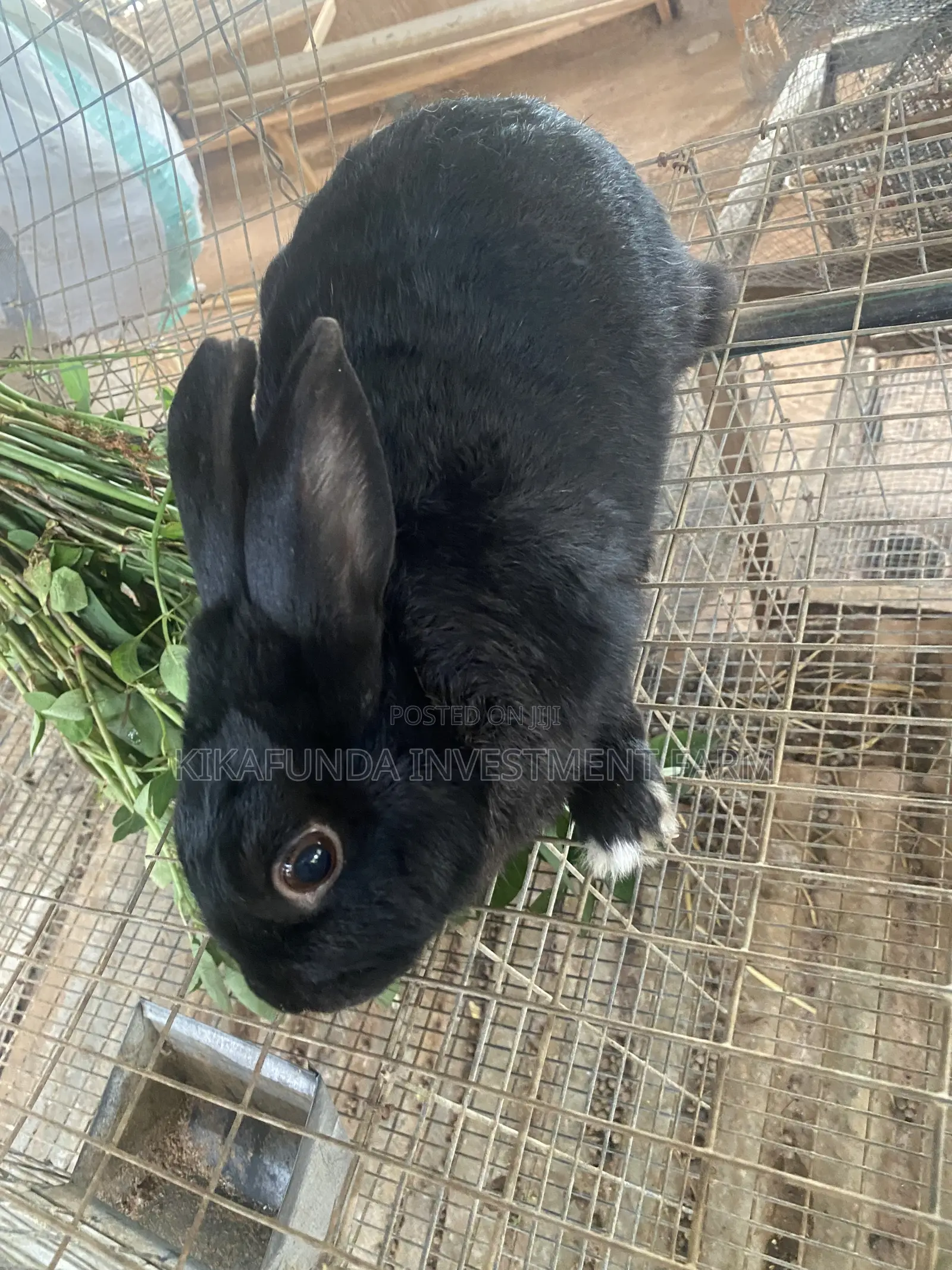 Dutch Buck Rabbit