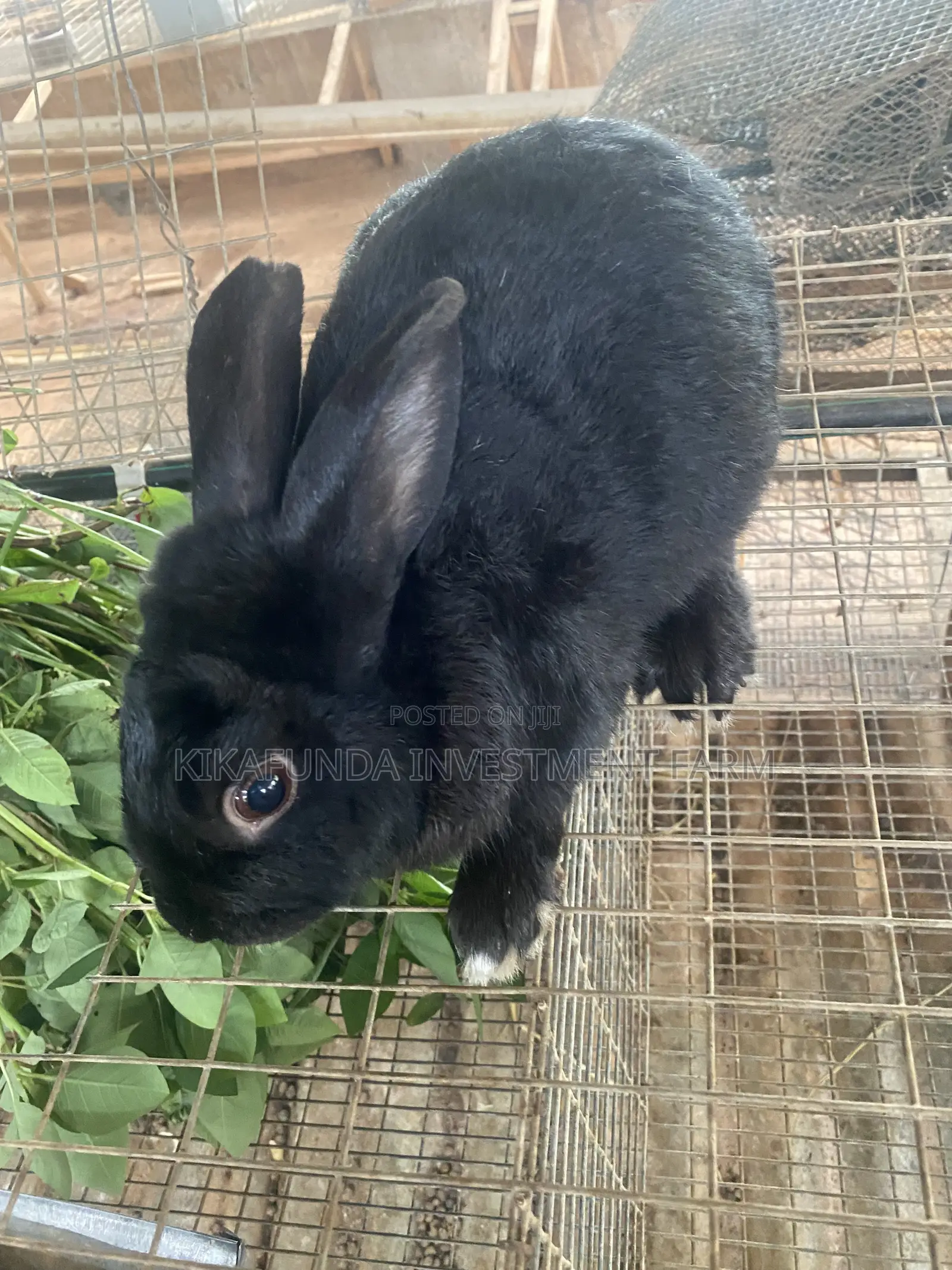 Dutch Buck Rabbit