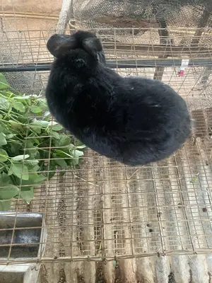 Dutch Buck Rabbit
