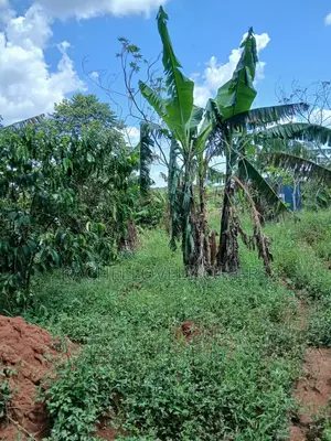 0.56 Acre of Titled Land With 4 Bedrooms Unfinished House