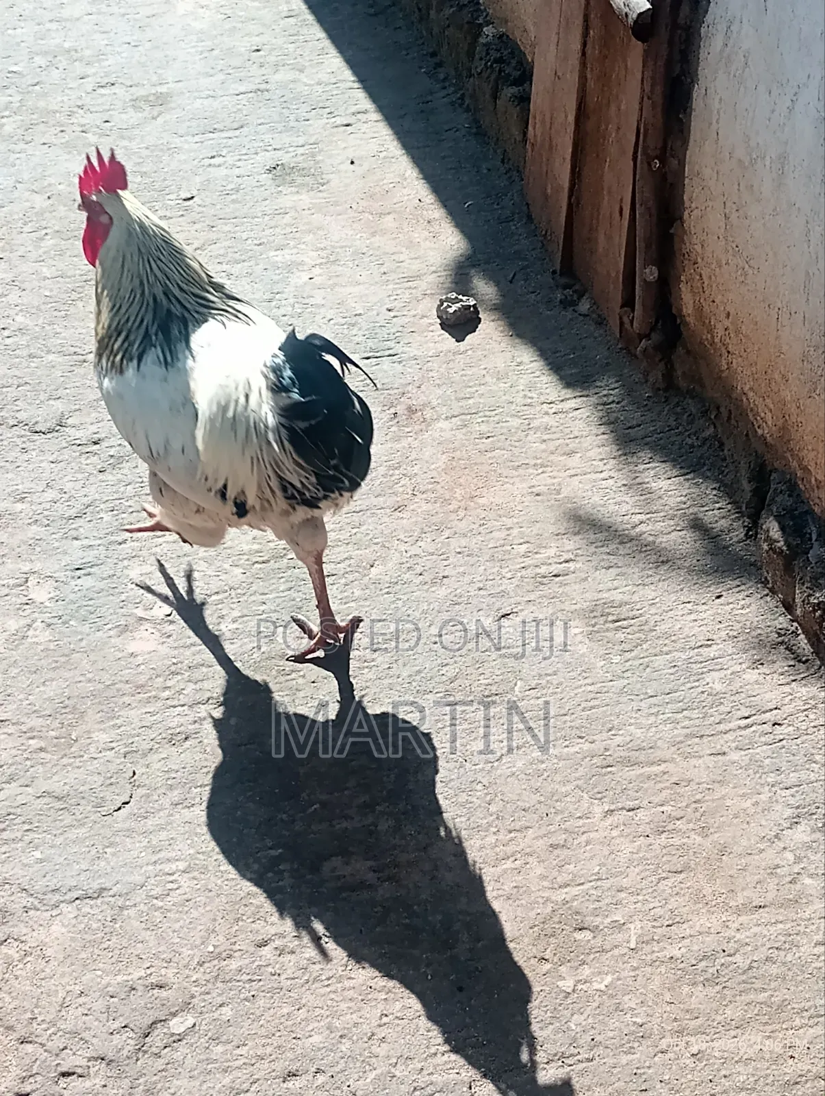 Local Chicken