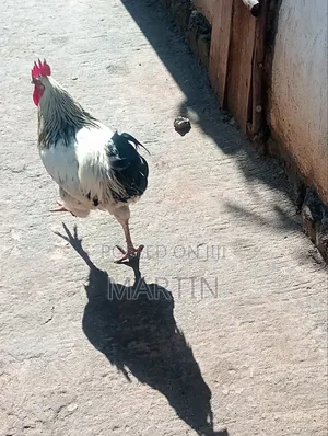 Local Chicken