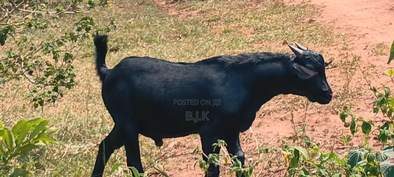 Male for Breeding 9 Months Old