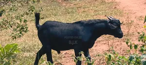 Male for Breeding 9 Months Old