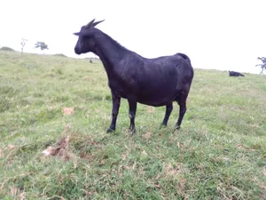 Female Ready for a New Home