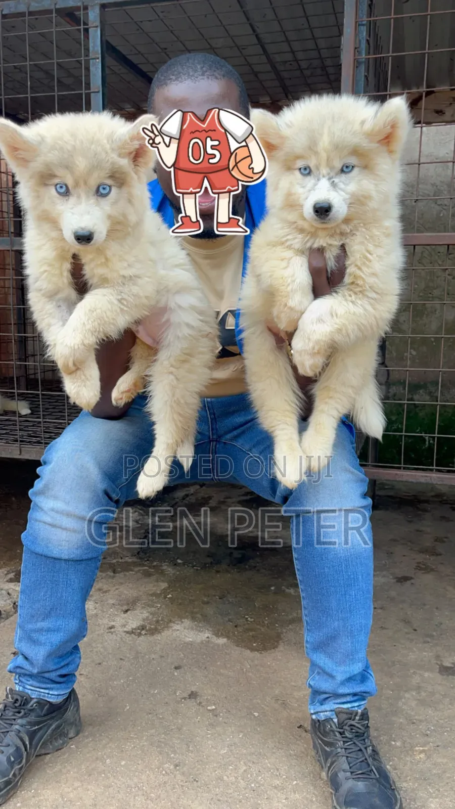 1-3 months Male Purebred Siberian Husky