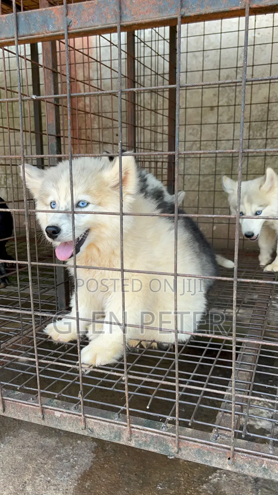 1-3 months Male Purebred Siberian Husky