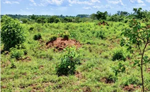 200 Acres for Sale Nakaseke Kakoge Private Mailo Land