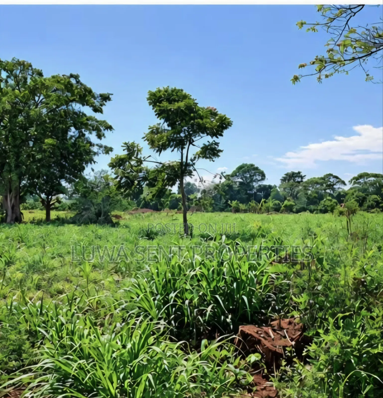 7Sq Miles Mailo Land for Sale NAKASONGOLA PRIVATE MAILO TITLE