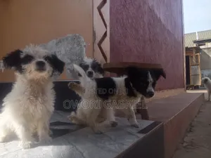 3-6 months Male Mixed Breed Maltese