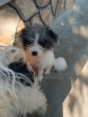 3-6 months Male Mixed Breed Maltese