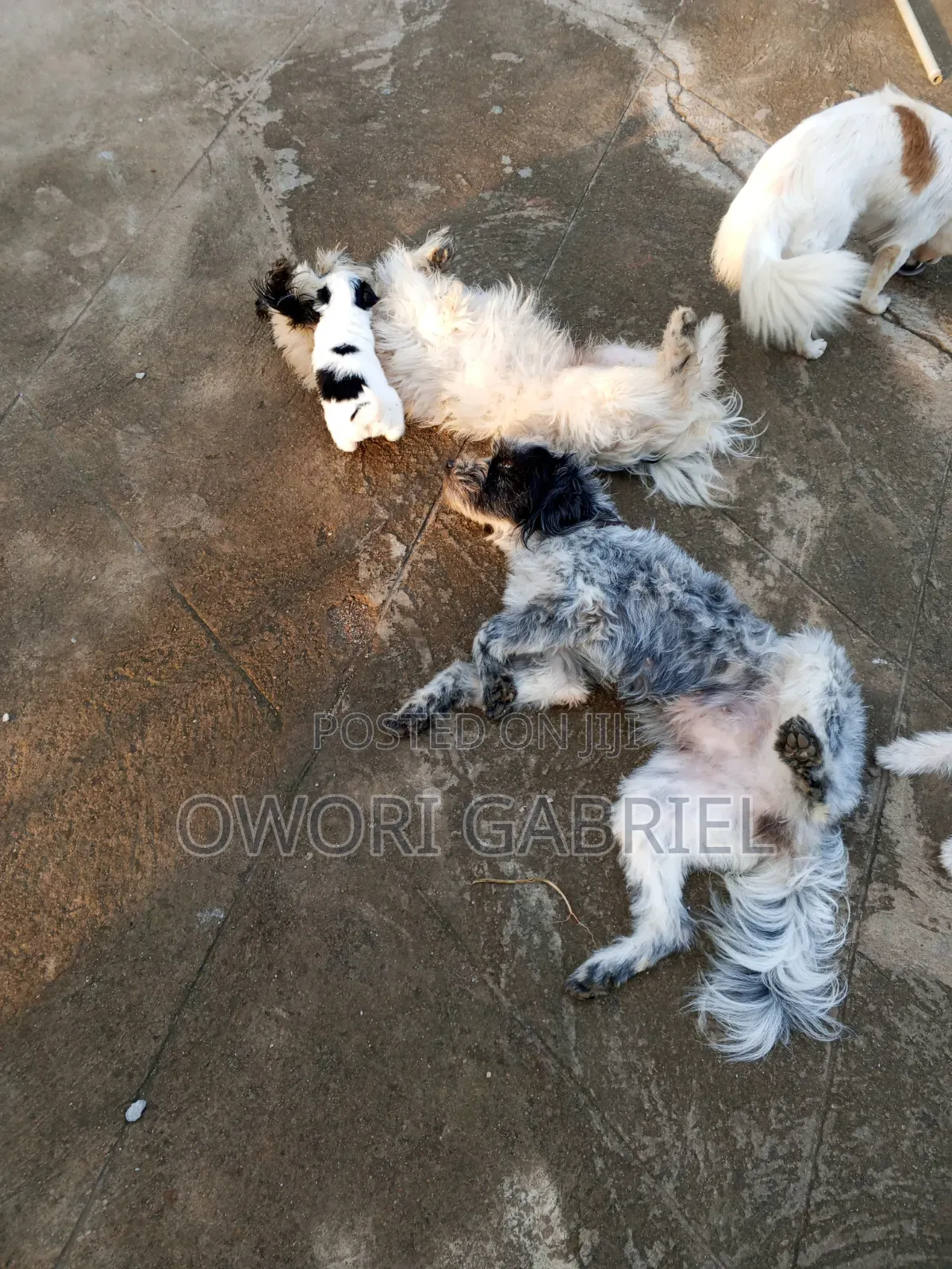 3-6 months Male Mixed Breed Maltese