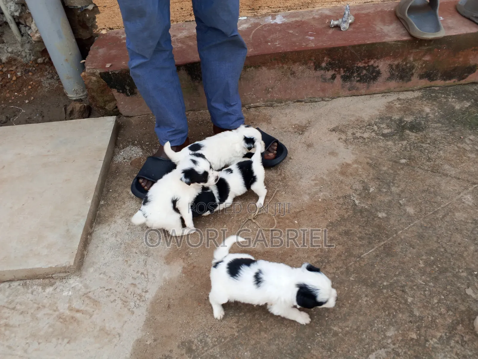 3-6 months Male Mixed Breed Maltese