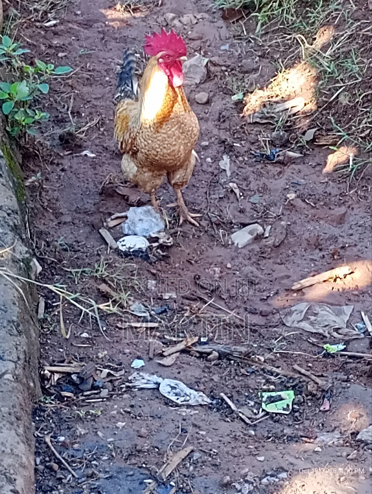 Local Chicken