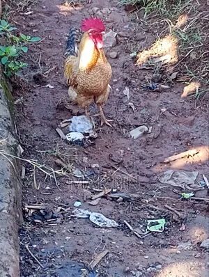 Local Chicken