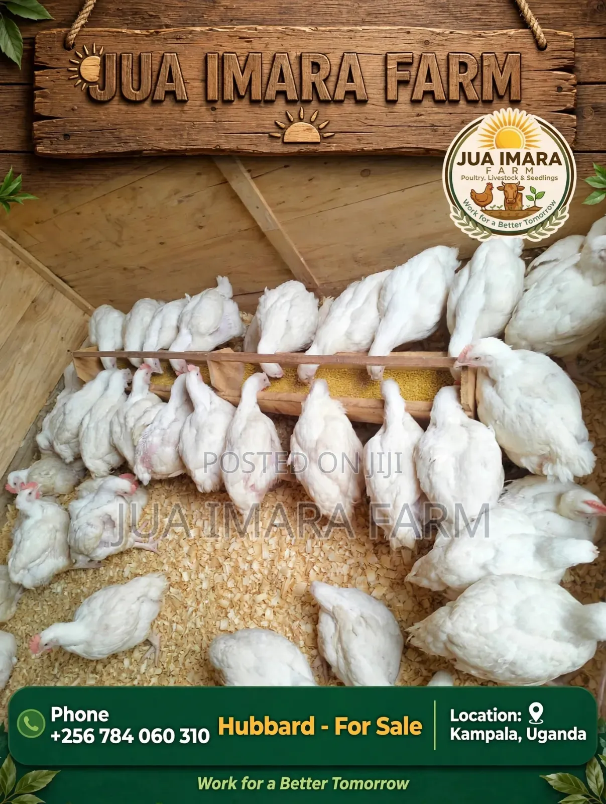25 Broiler Hubbard Hens for Sale