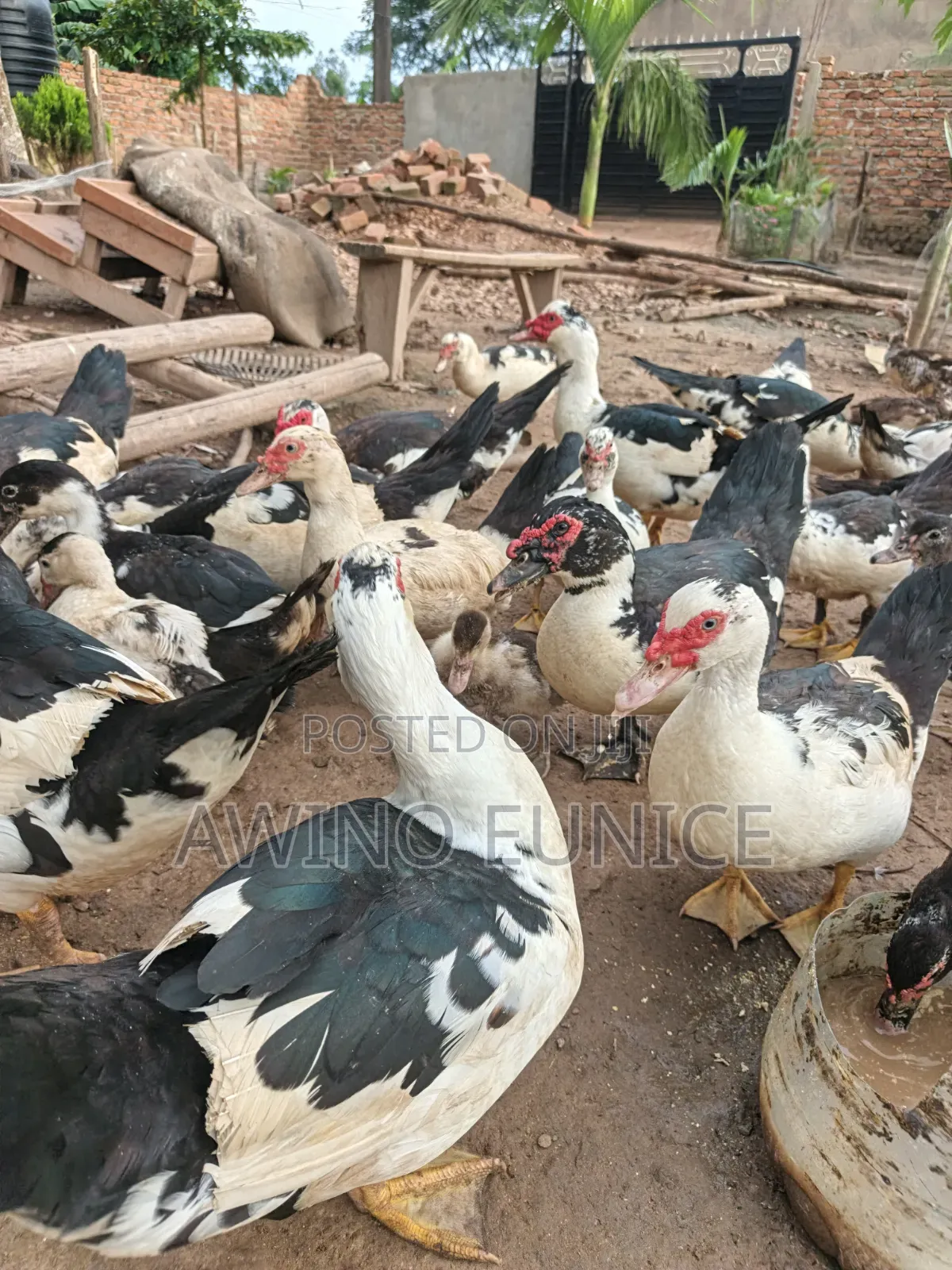 Local Ducks