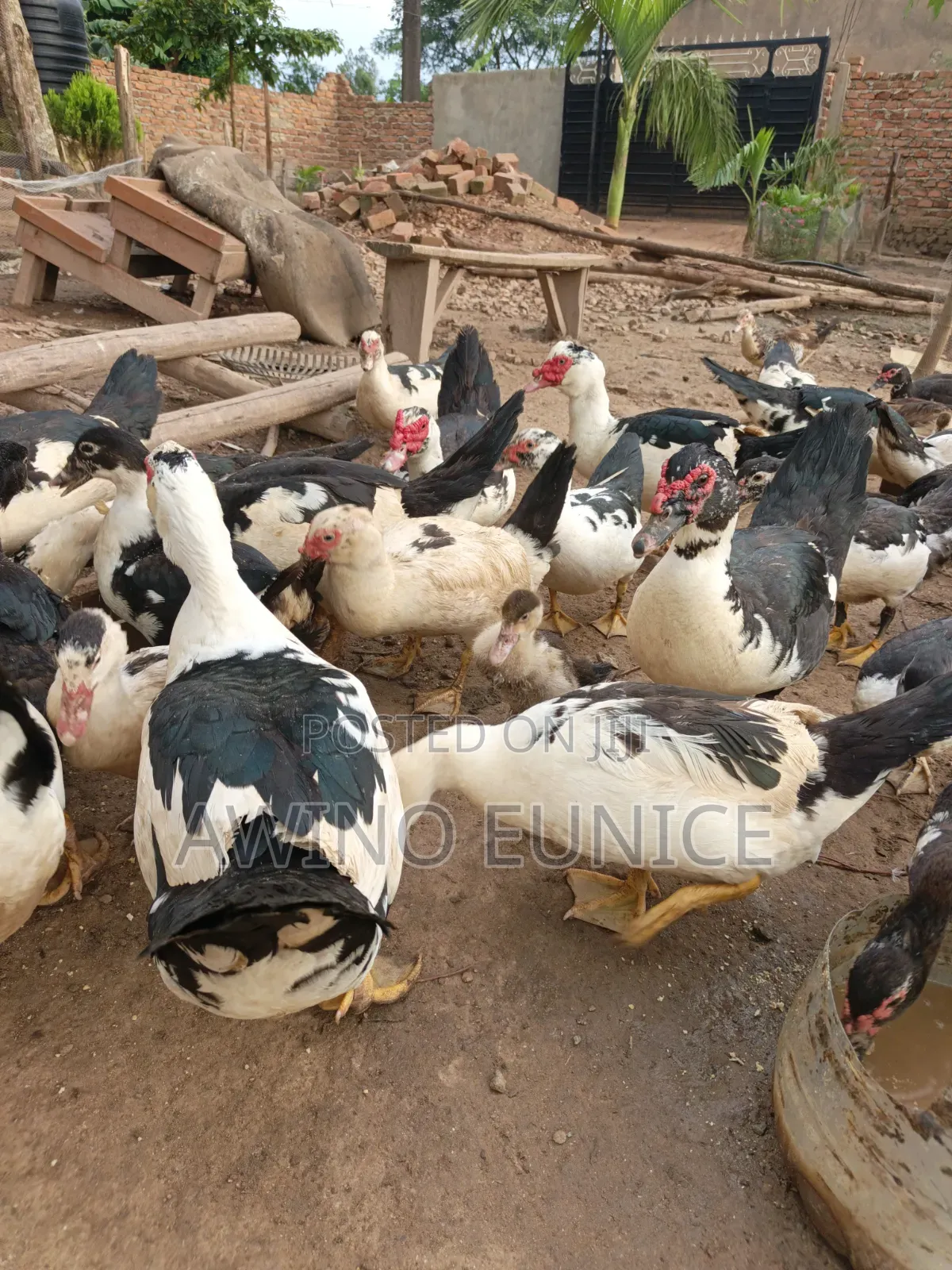 Local Ducks