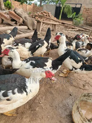 Local Ducks