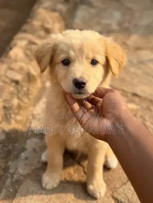 1-3 months Male Mixed Breed Golden Retriever