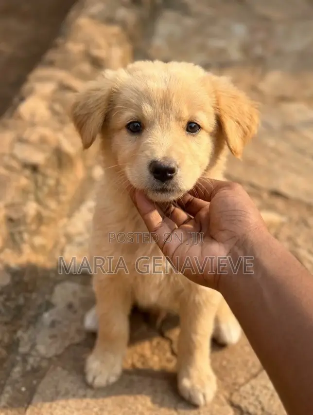1-3 months Male Mixed Breed Golden Retriever