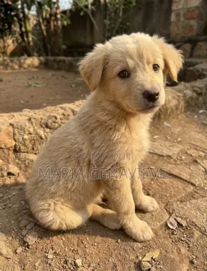 1-3 months Male Mixed Breed Golden Retriever