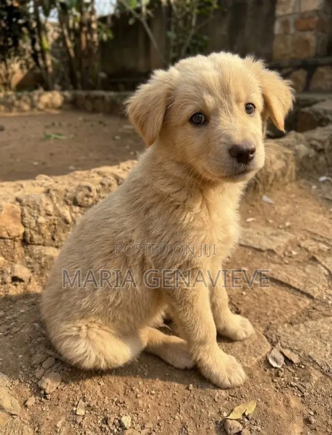 1-3 months Male Mixed Breed Golden Retriever
