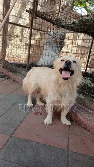 6-12 months Male Purebred Maltese