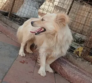 6-12 months Male Purebred Maltese