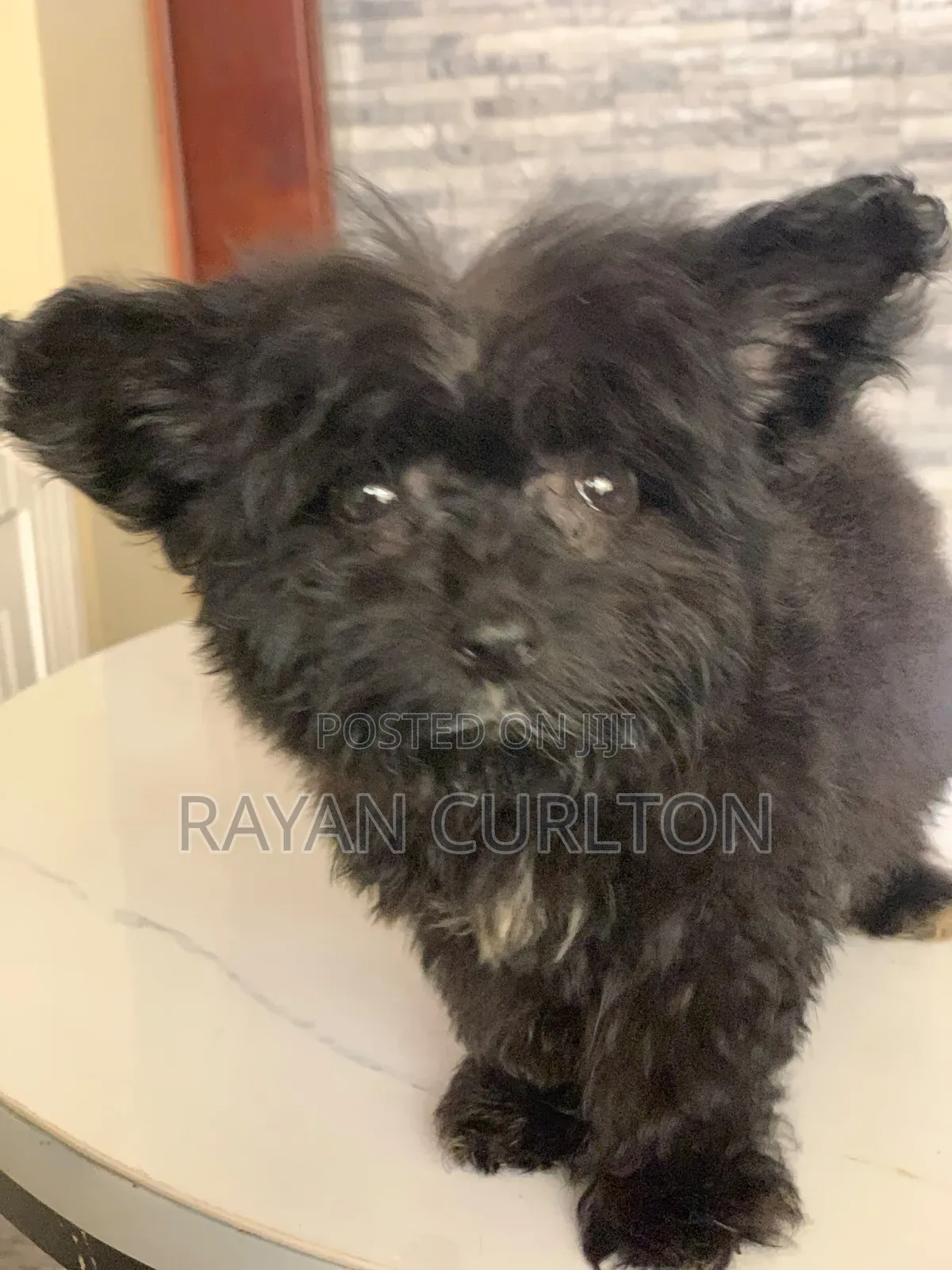 0-1 month Female Purebred Maltese