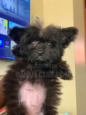 0-1 month Female Purebred Maltese