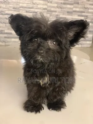 0-1 month Female Purebred Maltese