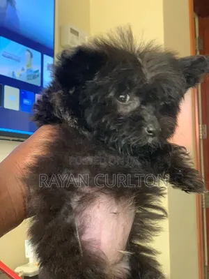 0-1 month Female Purebred Maltese