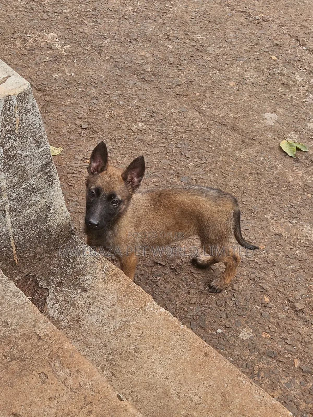 1-3 months Male Purebred Belgian Malinois