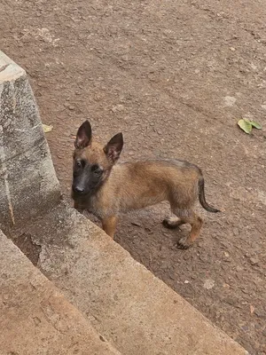 1-3 months Male Purebred Belgian Malinois