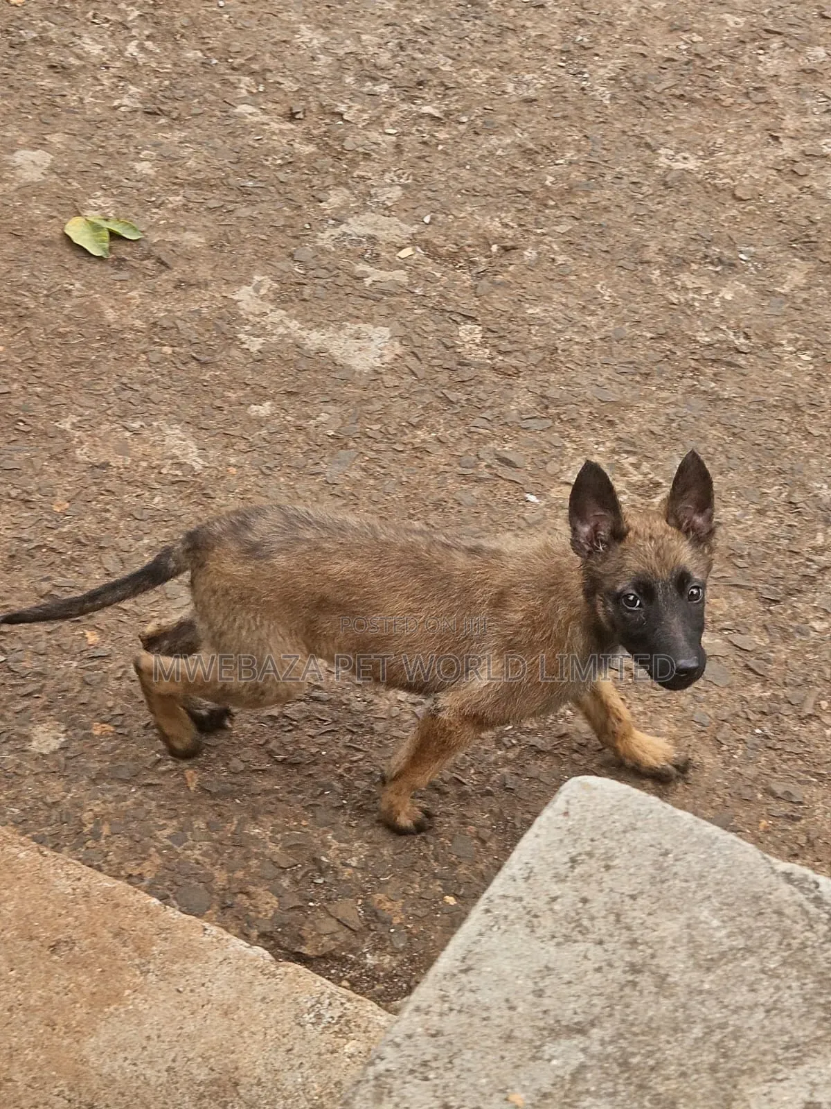1-3 months Male Purebred Belgian Malinois