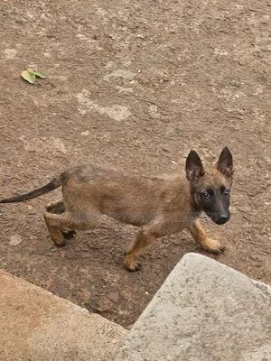 1-3 months Male Purebred Belgian Malinois