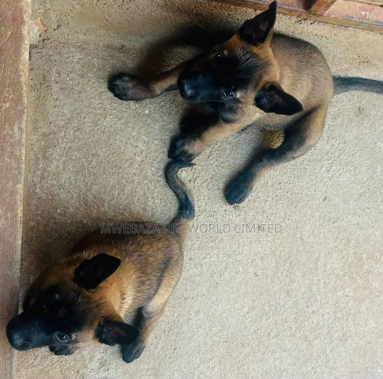 1-3 months Male Purebred Belgian Malinois