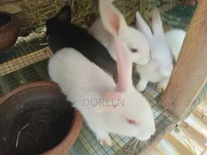 Rabbits Breeders