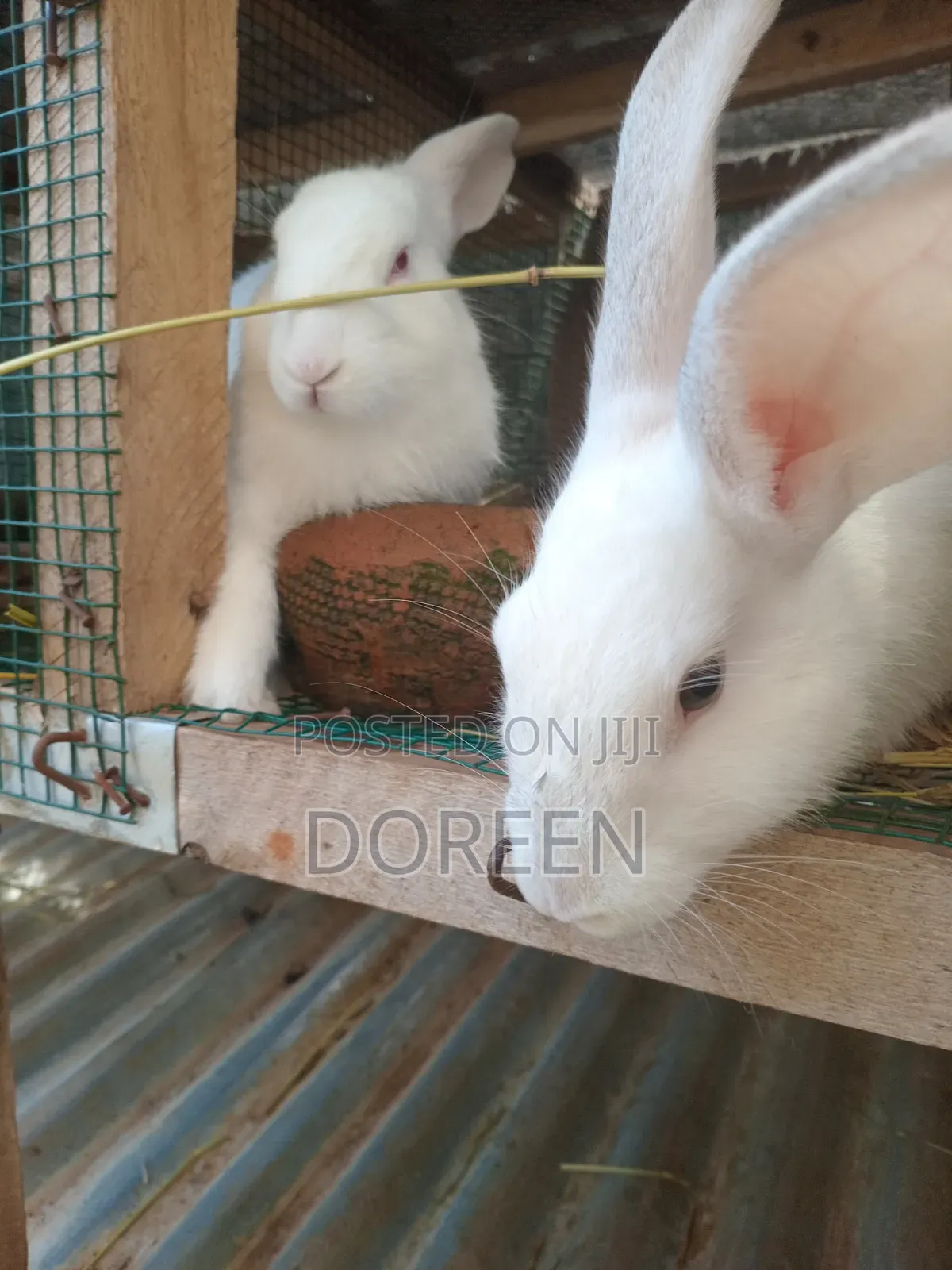 Rabbits Breeders